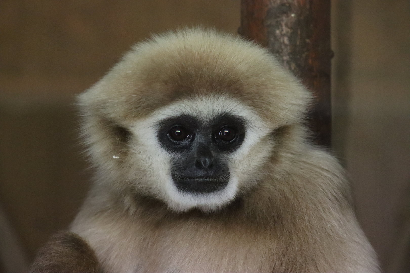 Lar Gibbon