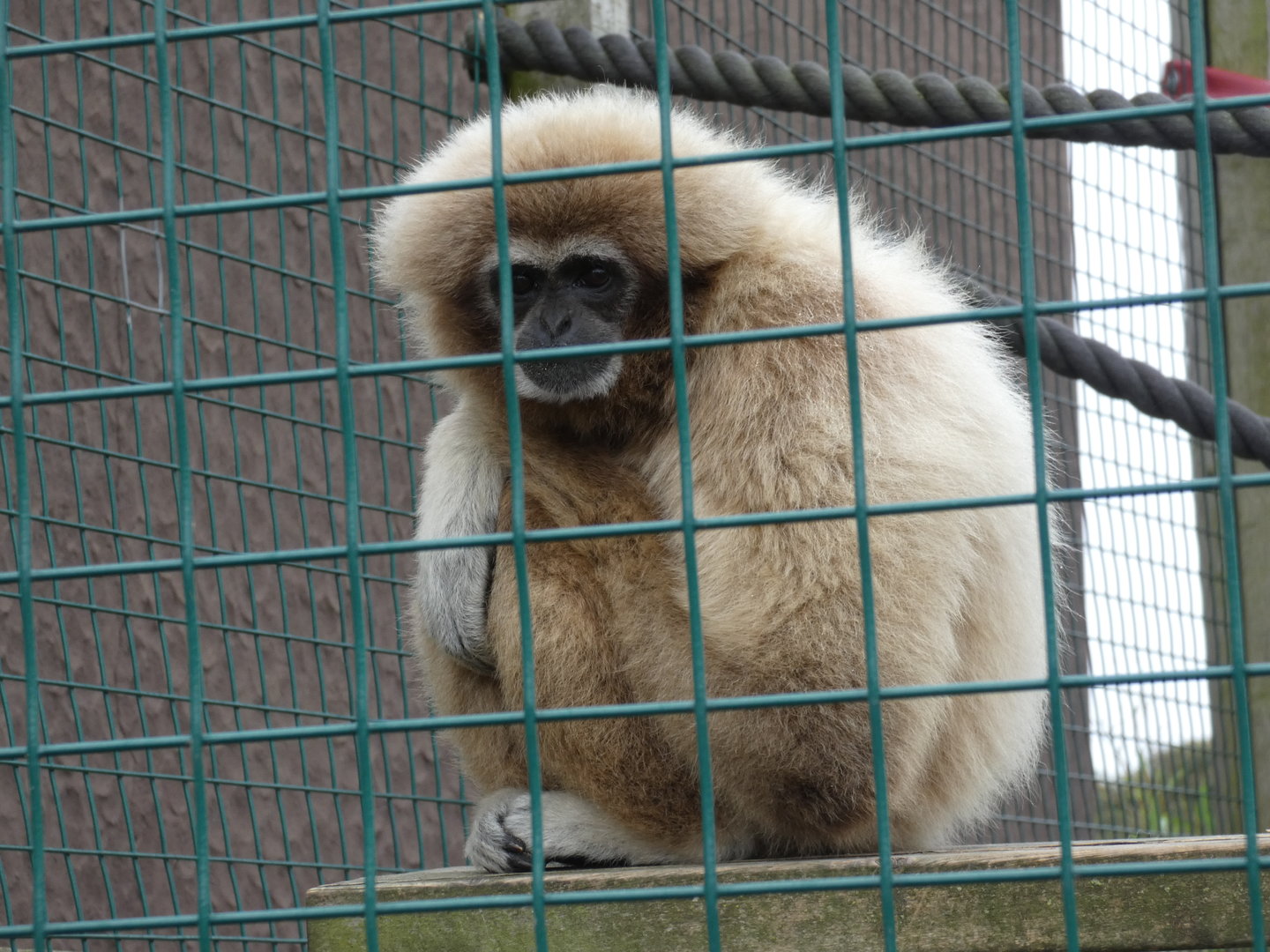 Lar gibbon