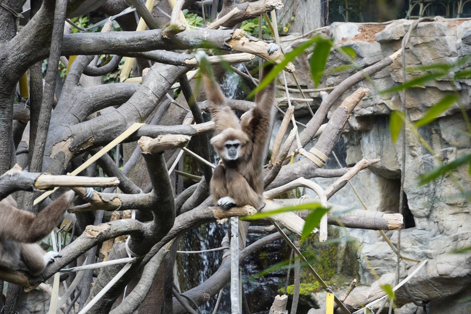 Lar Gibbon