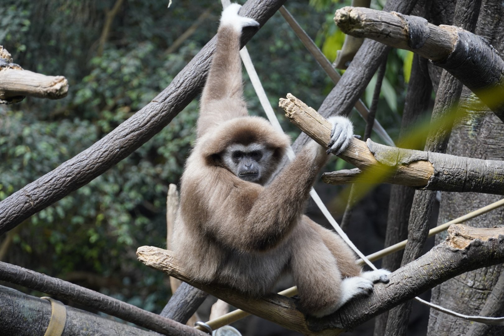 Lar Gibbon
