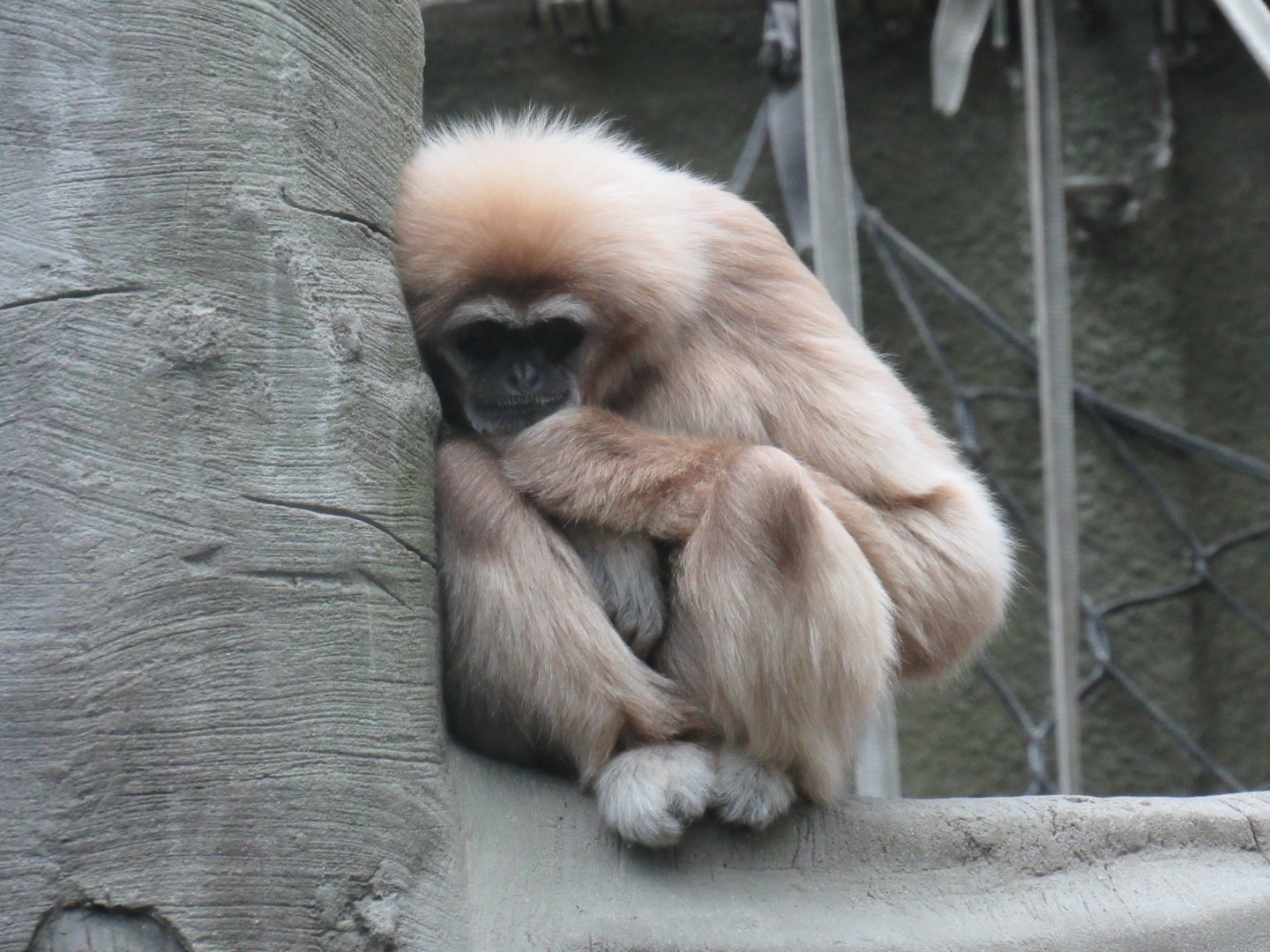 Lar gibbon