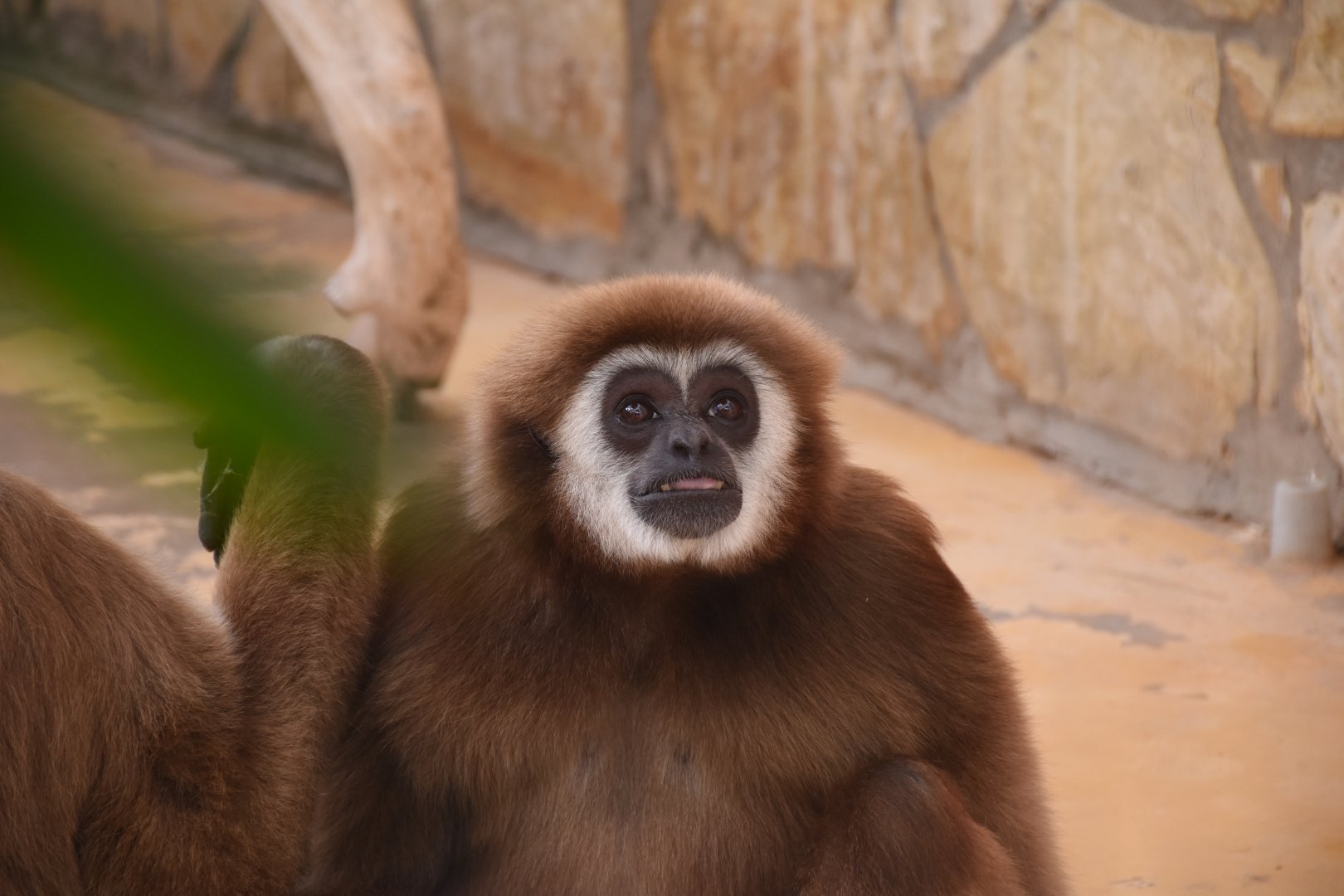 Lar gibbon
