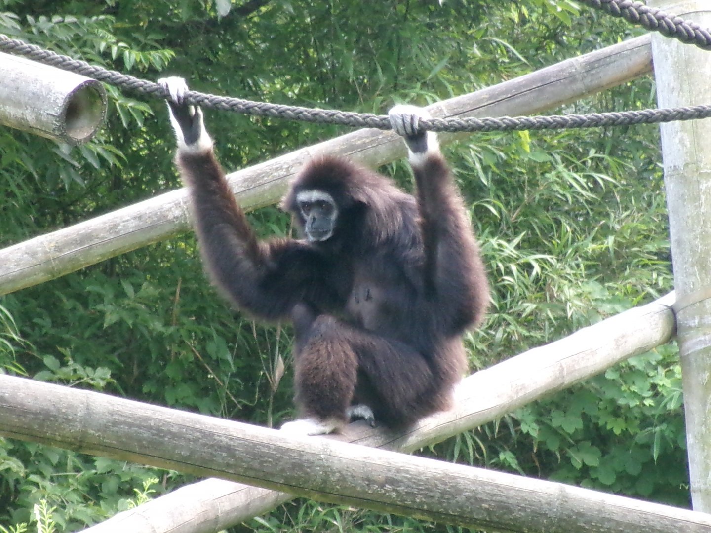 Lar gibbon
