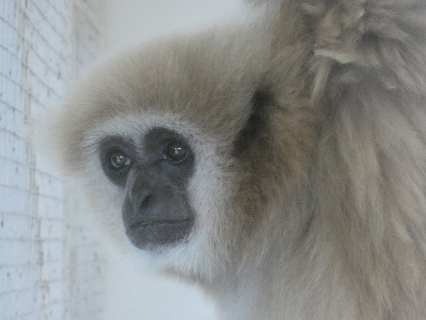 Lar gibbon