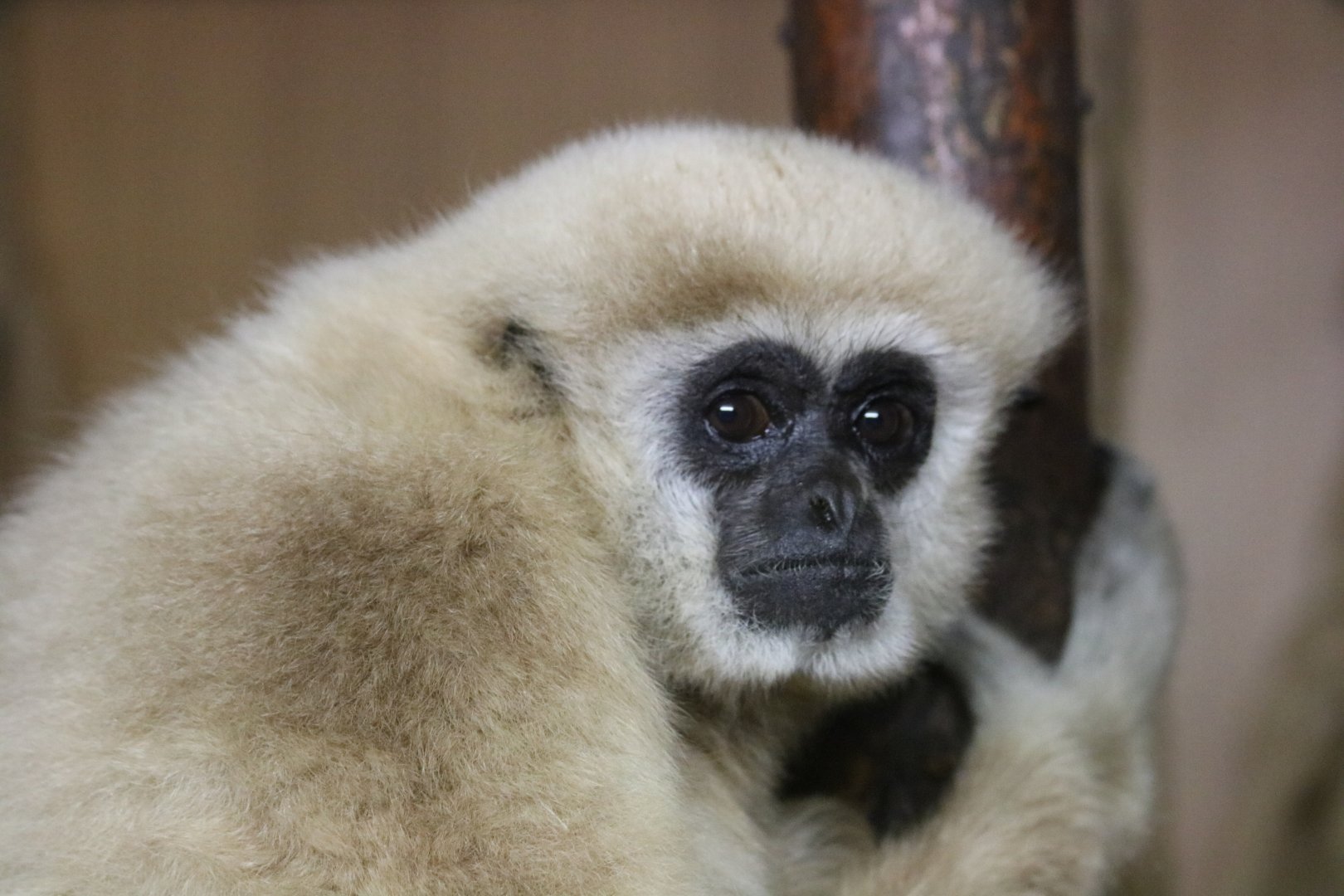 Lar Gibbon