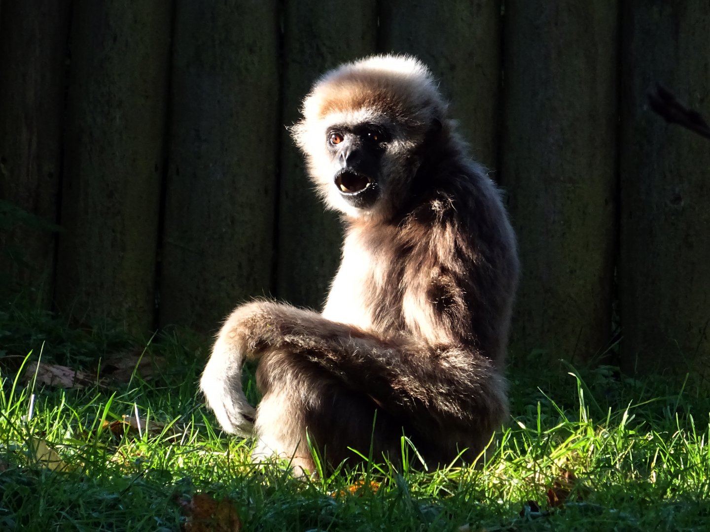 Lar gibbon