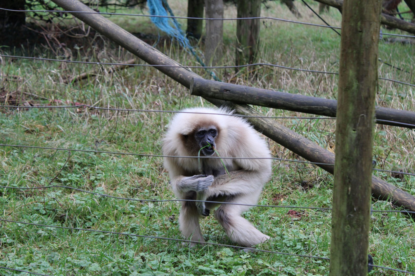 Lar Gibbon