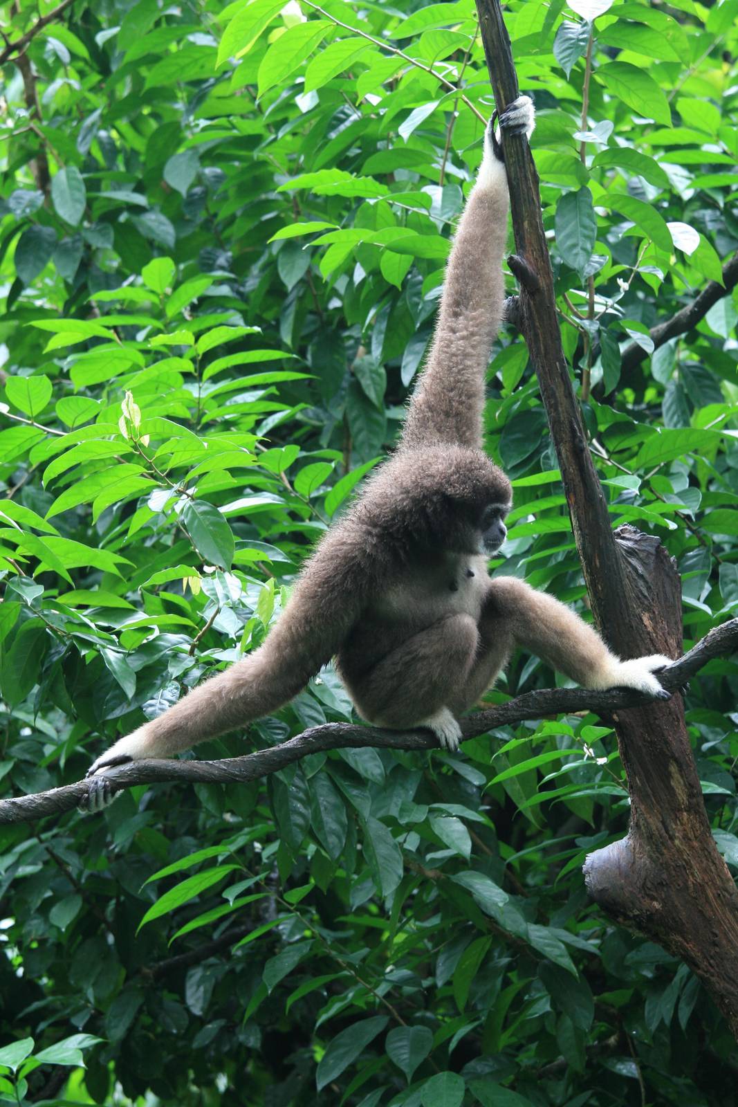 Lar gibbon