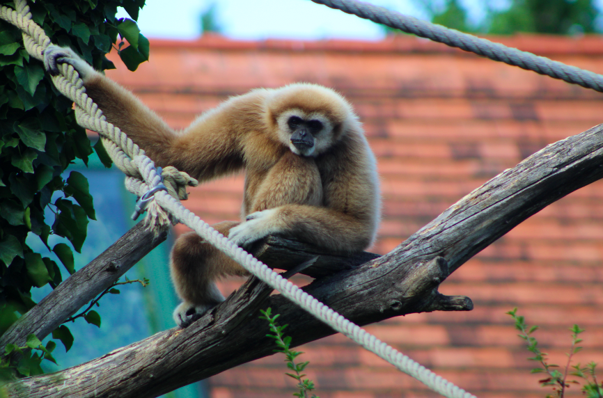 Lar Gibbon