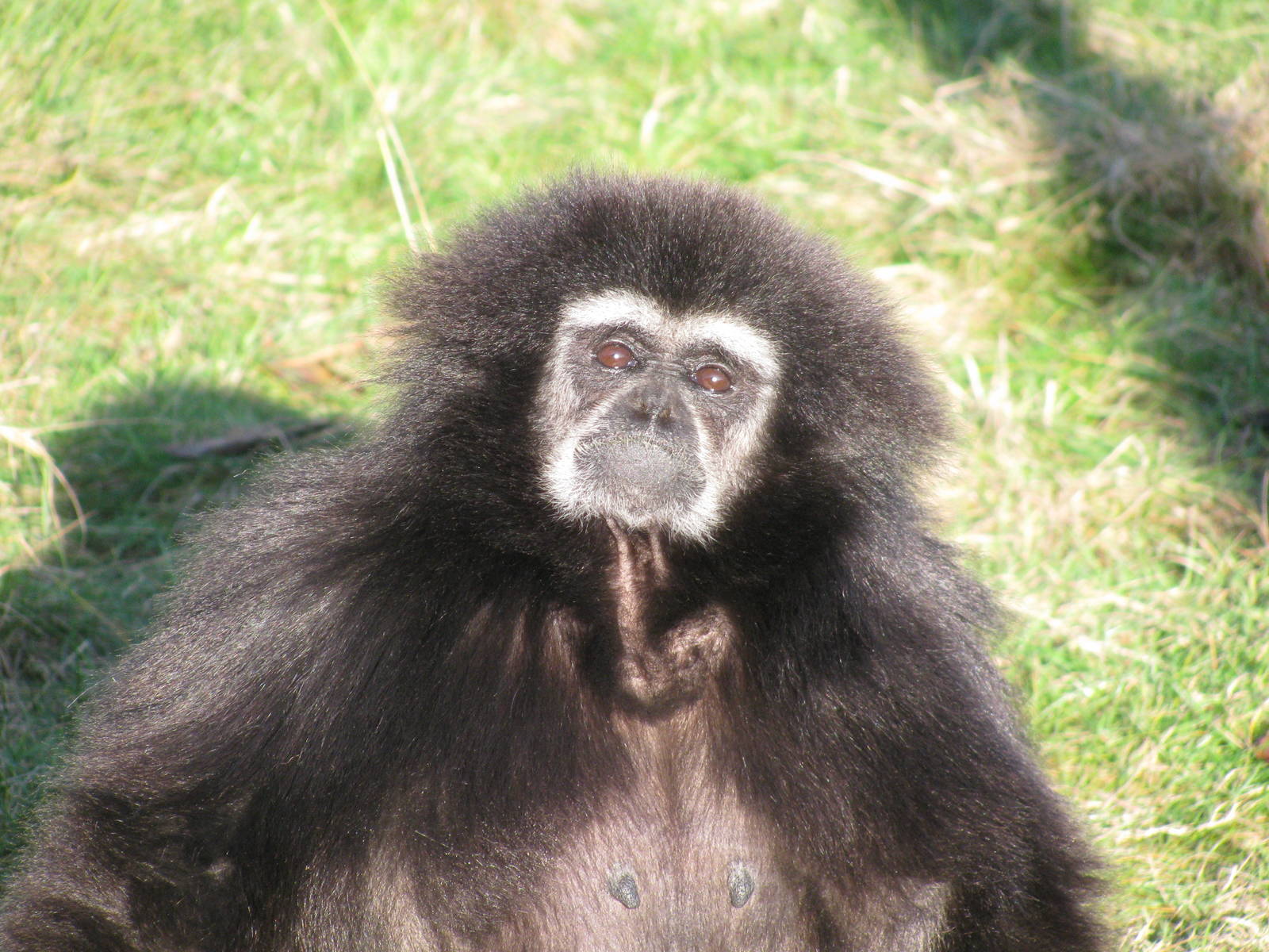 Lar Gibbon