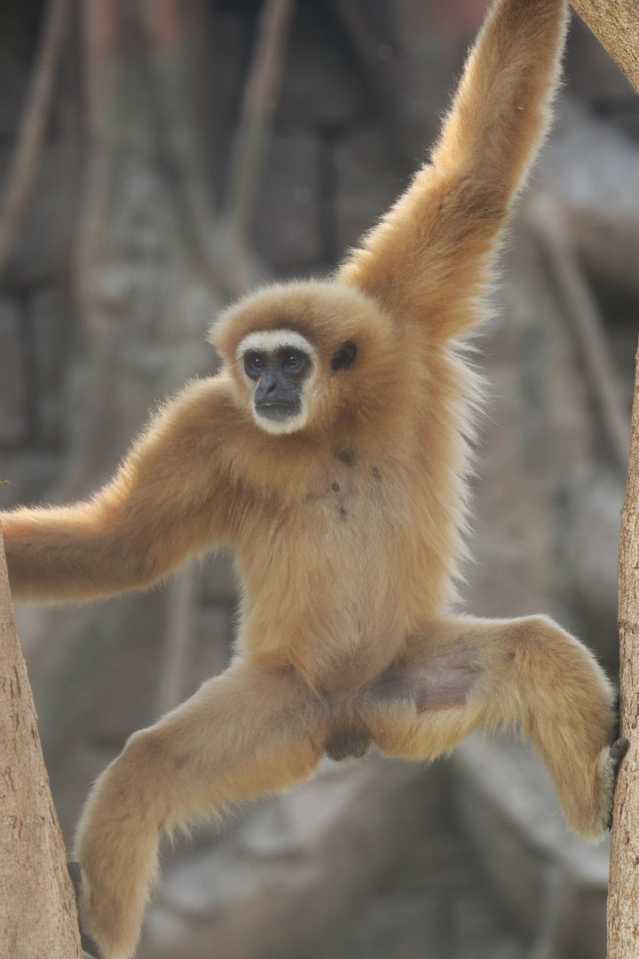 Lar gibbon