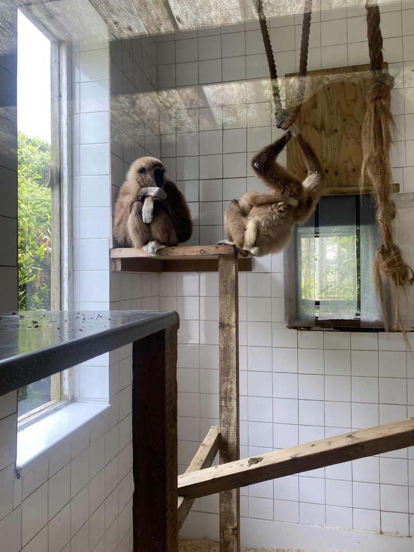 Lar gibbons 050625
