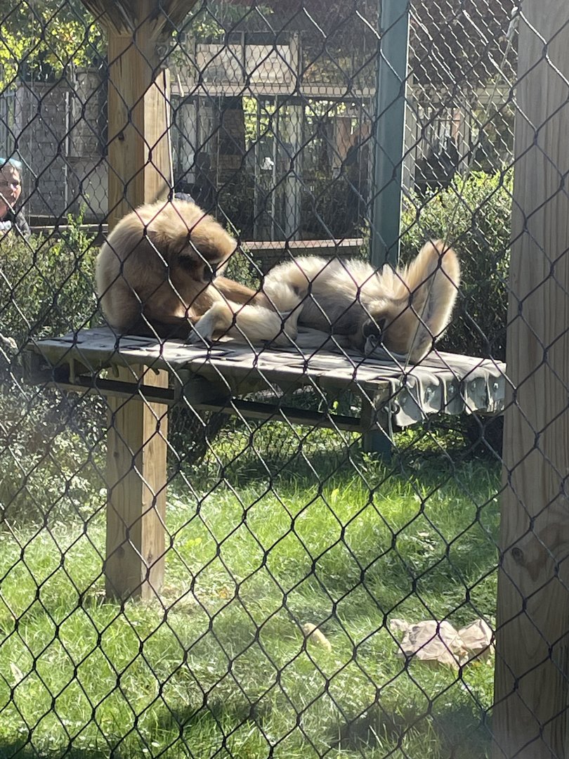 Lar Gibbons (10/16/21)