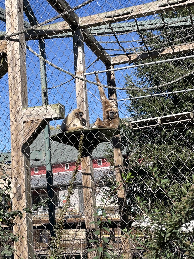 Lar Gibbons (10/22/23)