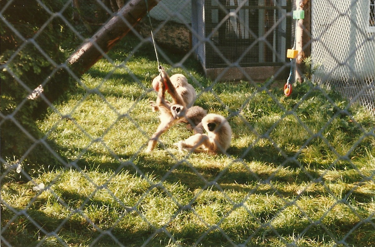 Lar Gibbons 26th October 1996