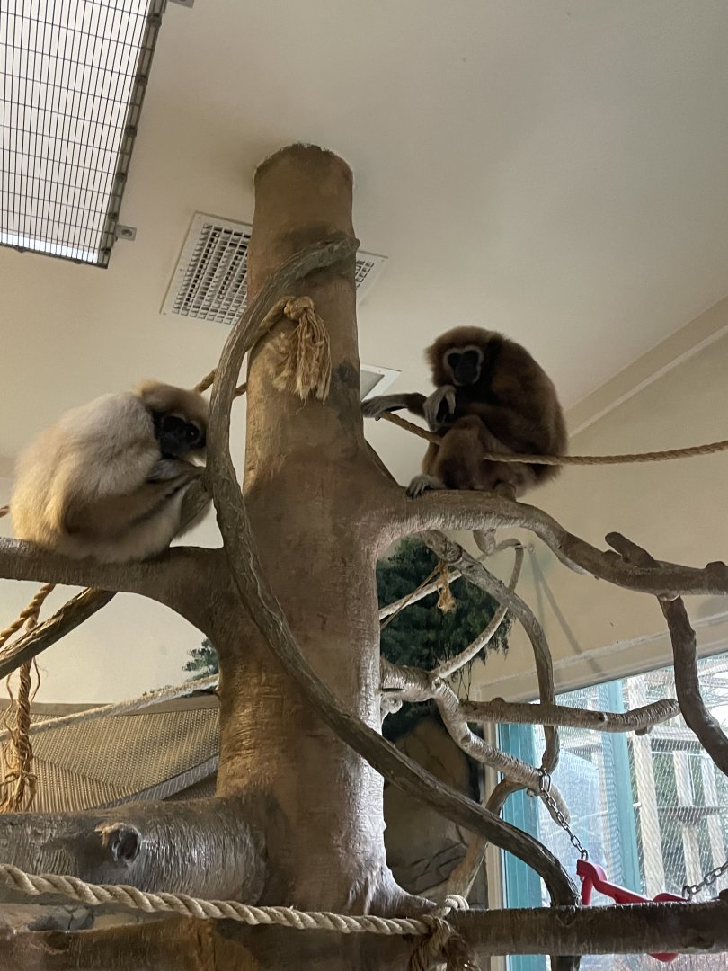 Lar Gibbons (3/17/22)