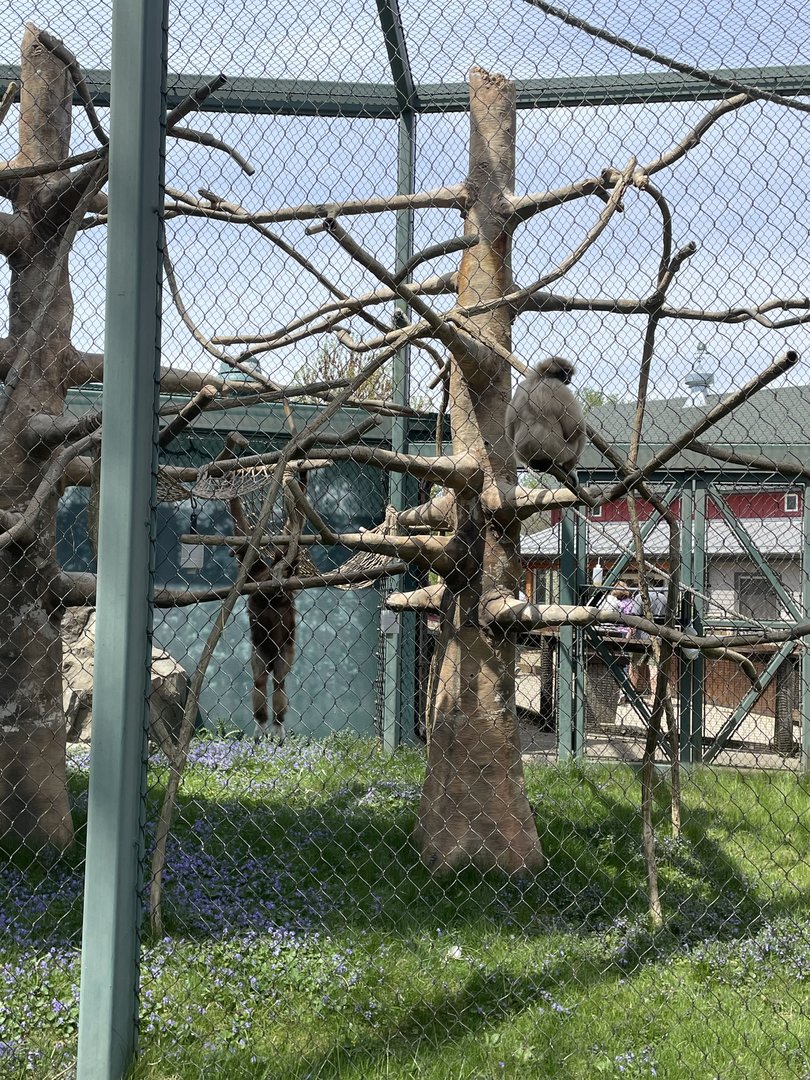 Lar Gibbons (5/2/21)