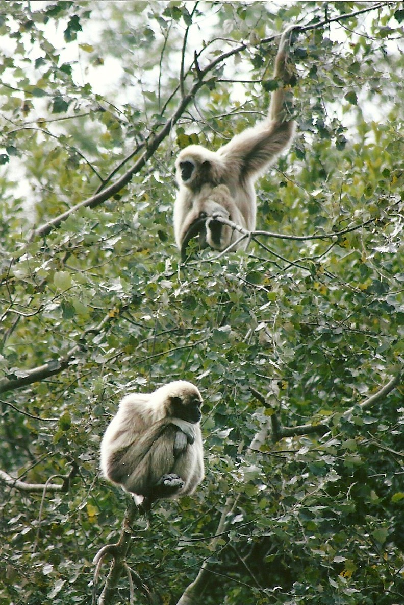 Lar Gibbons 9th September 2012