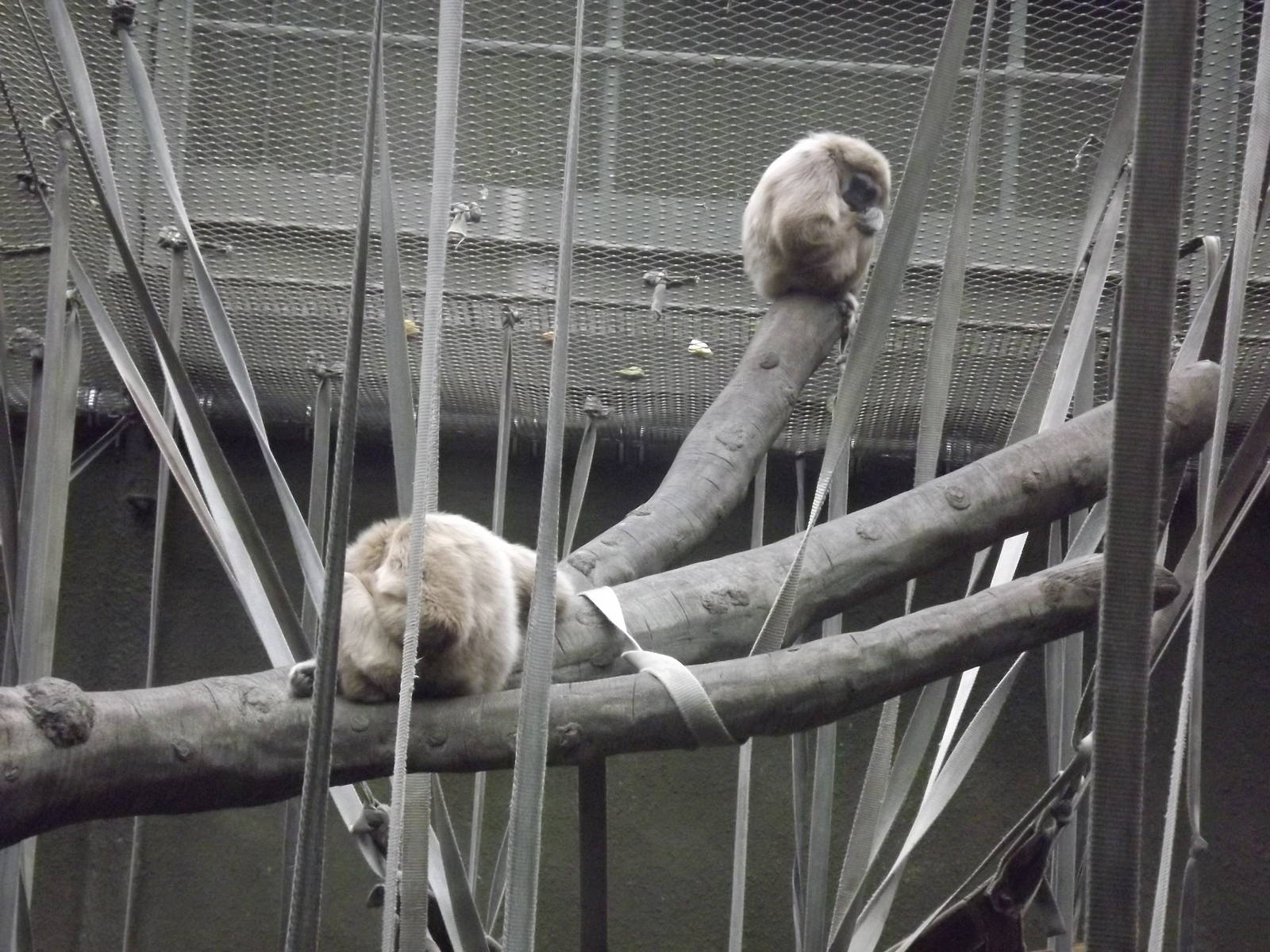 Lar Gibbons at Chester Zoo 31/03/12