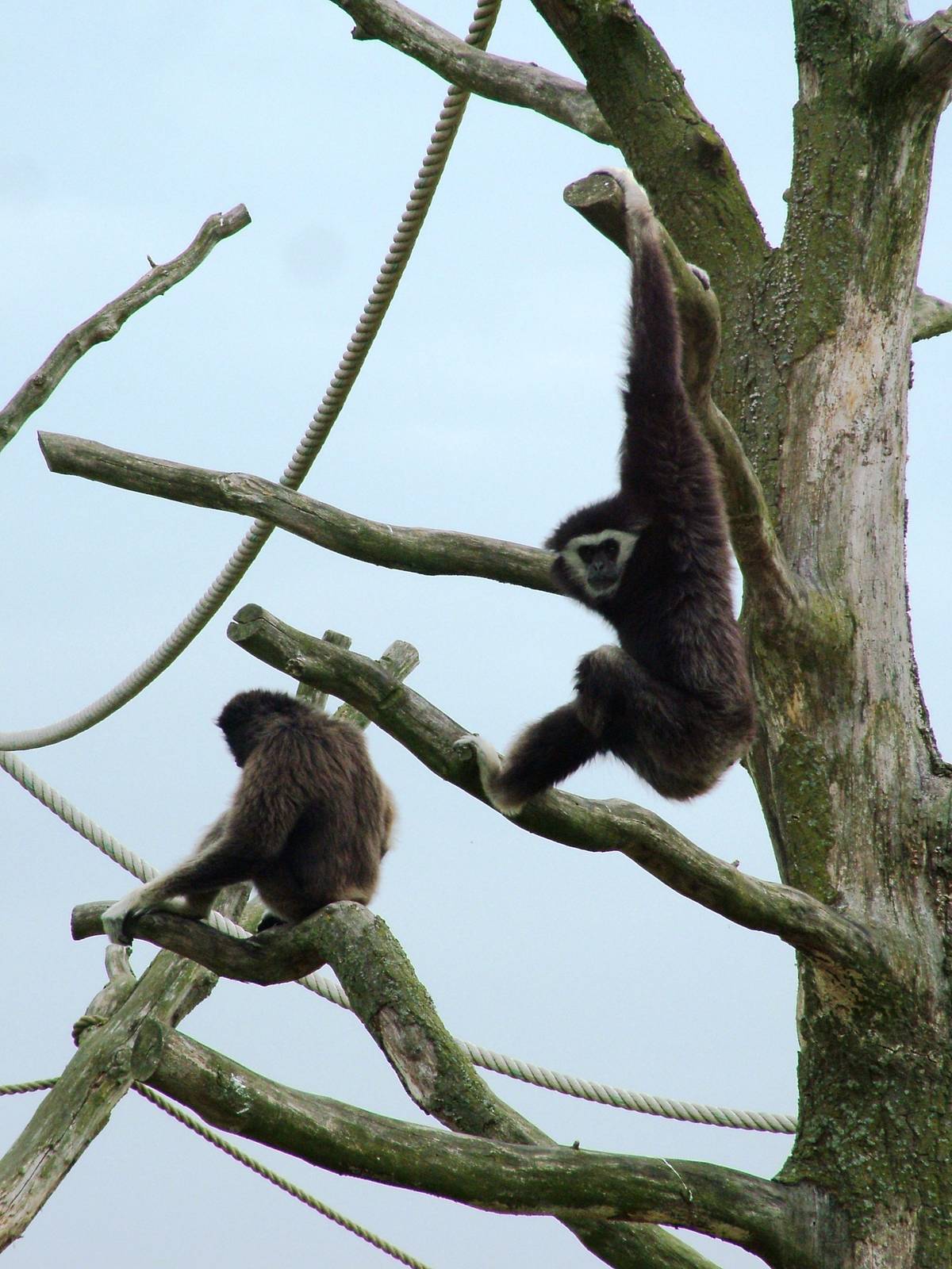 Lar Gibbons at Dierenrijk, 31/05/12