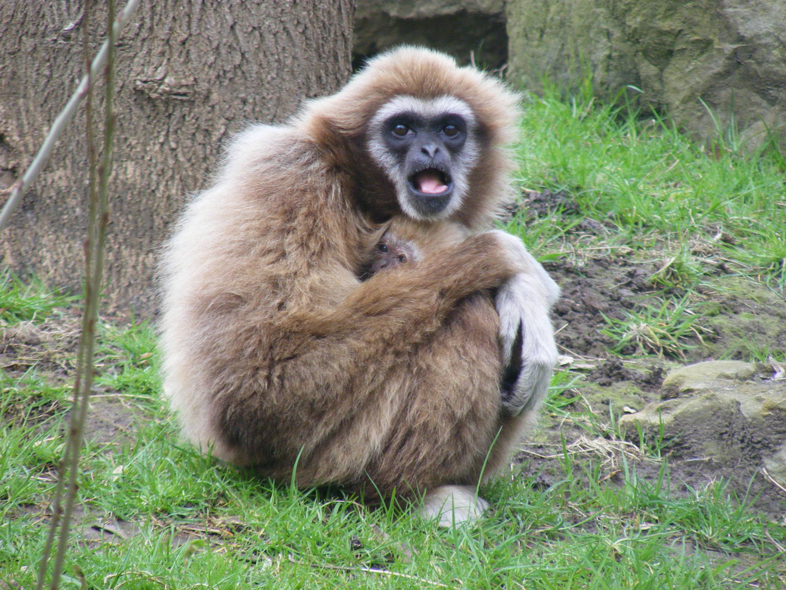 Lar gibbons at Drusillas Park, 20 March 2011