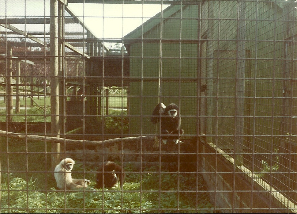 Lar Gibbons early 1980s