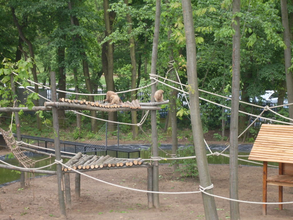 Lar gibbons in the new, big exhibit