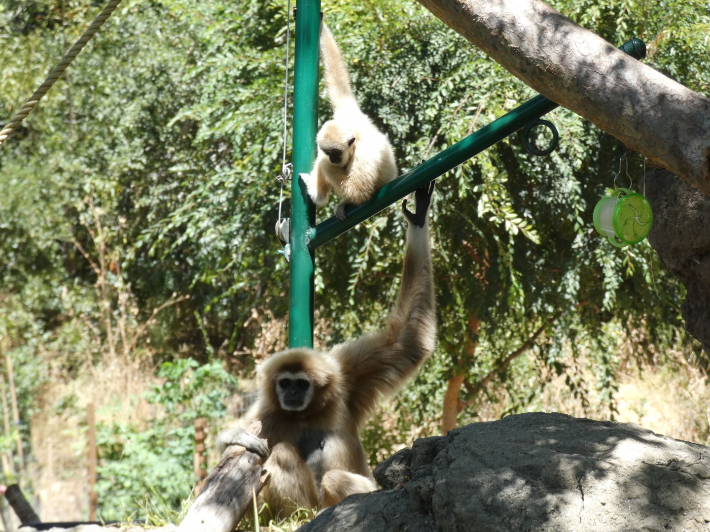 Lar gibbons Mei and Joon