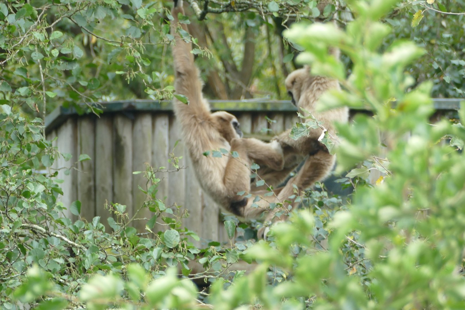Lar gibbons, October 2020