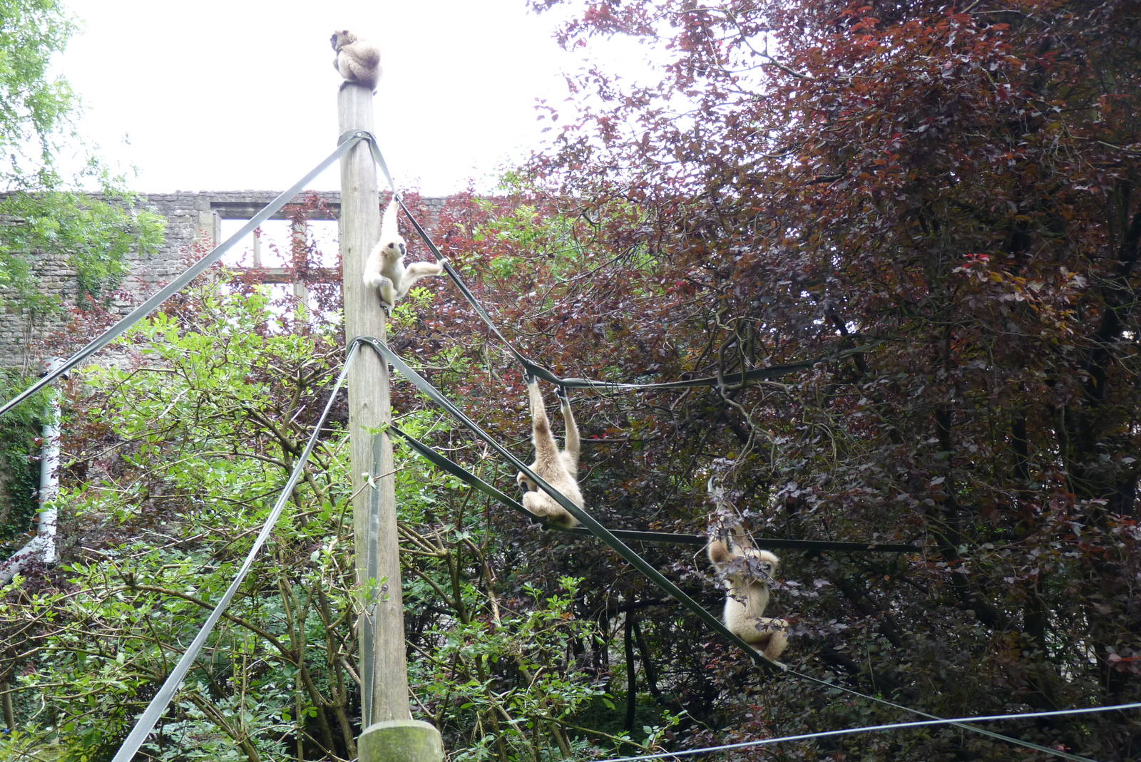 Lar Gibbons, September 2016