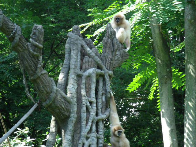 Lar Gibbons