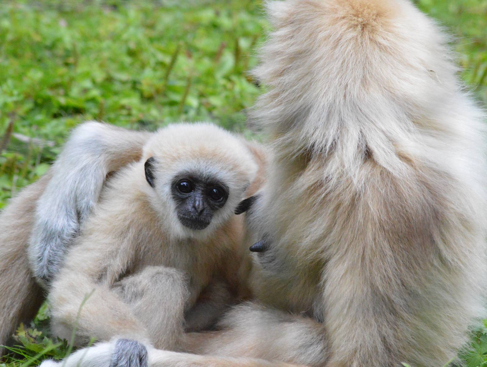 Lar gibbons