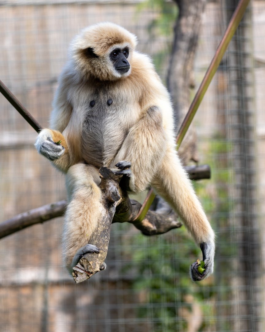 Lar Gibon / Hamerton / 23-9-21