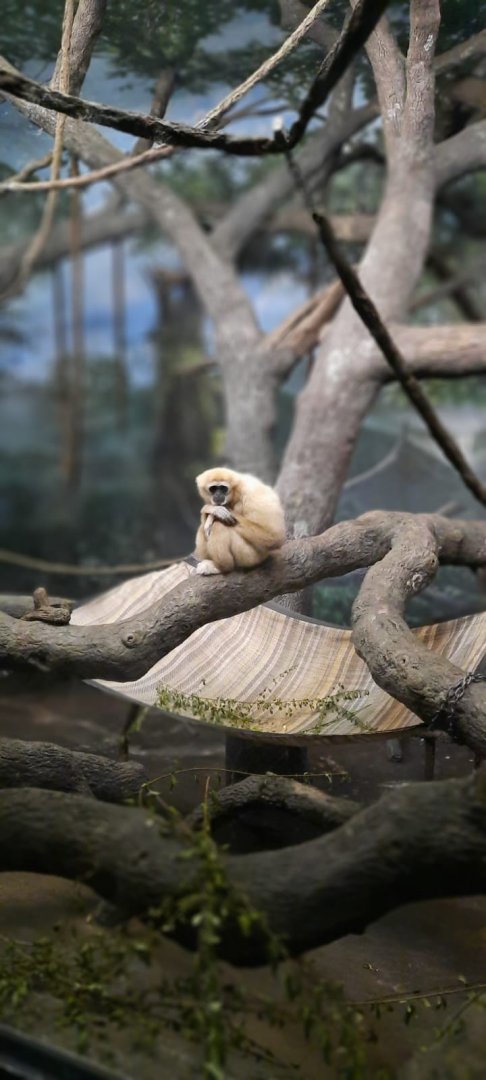 Lar/White-handed gibbon (Hylobates lar)
