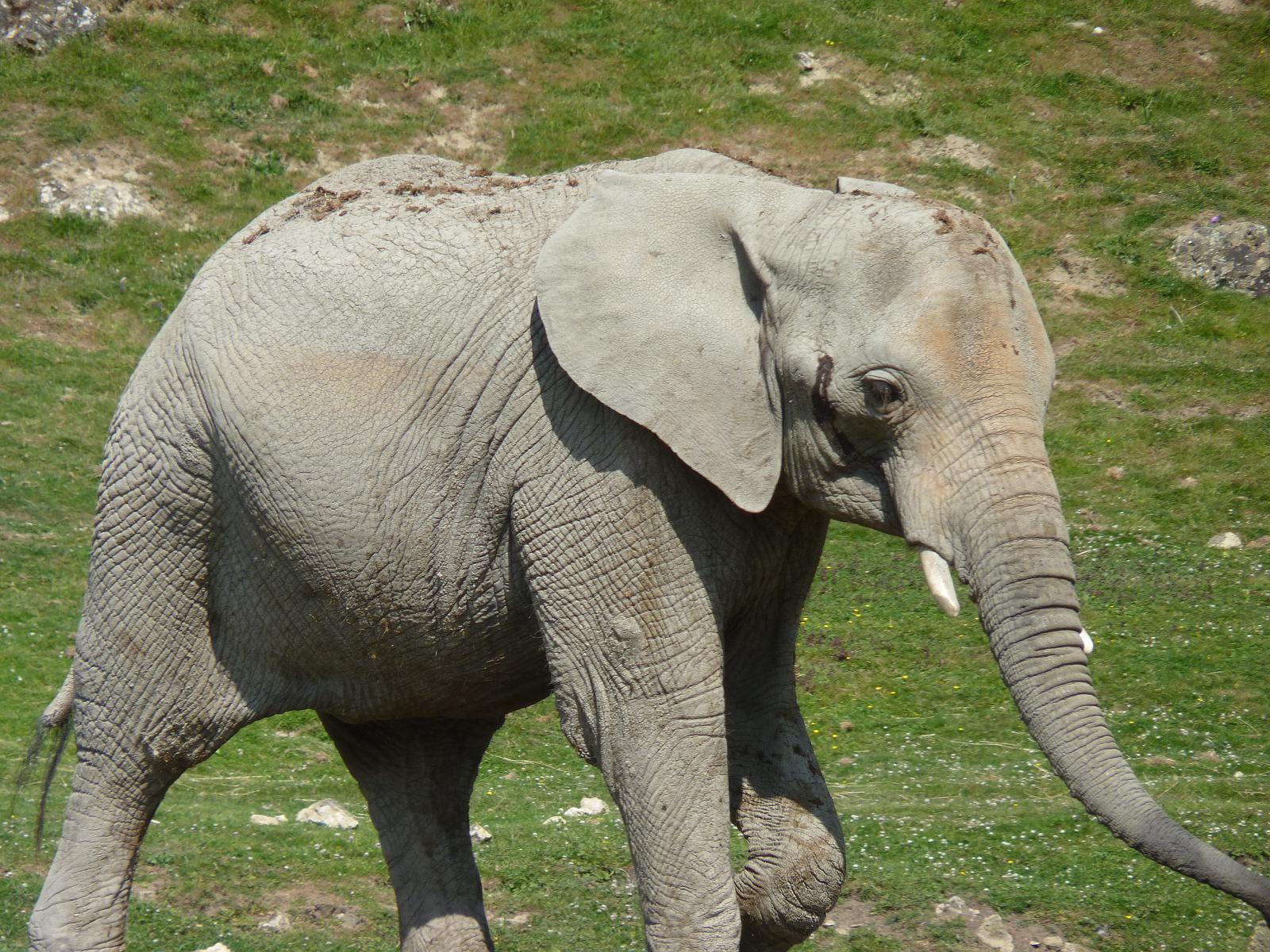 Lara the African Elephant