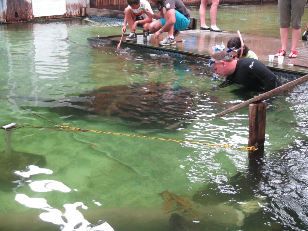 Large 300kg Stingray meets a member of the public