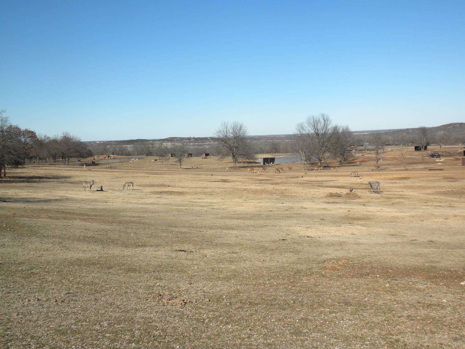 Large "African" area