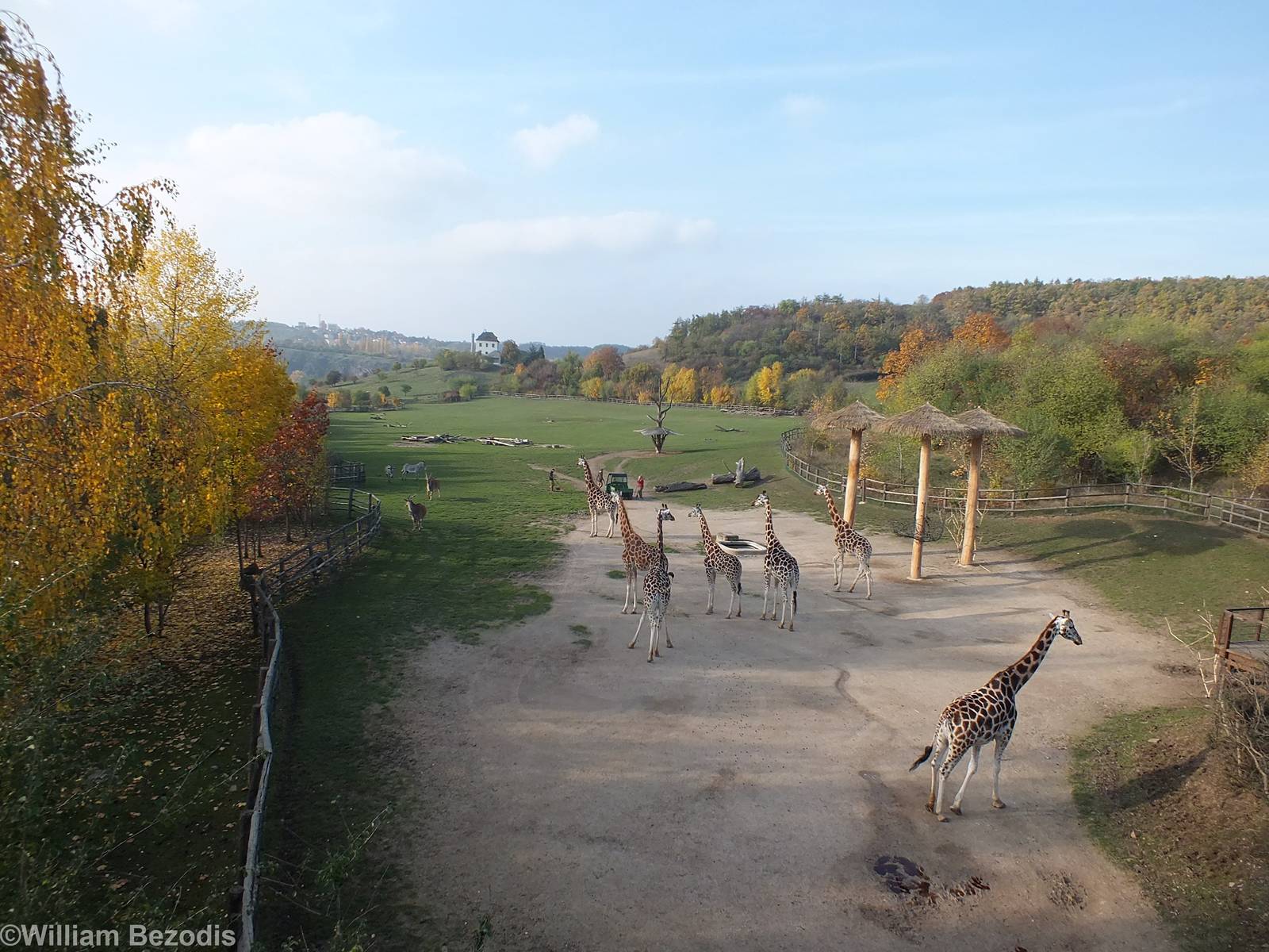 Large African Paddock
