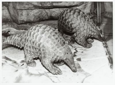 Large african pangolin