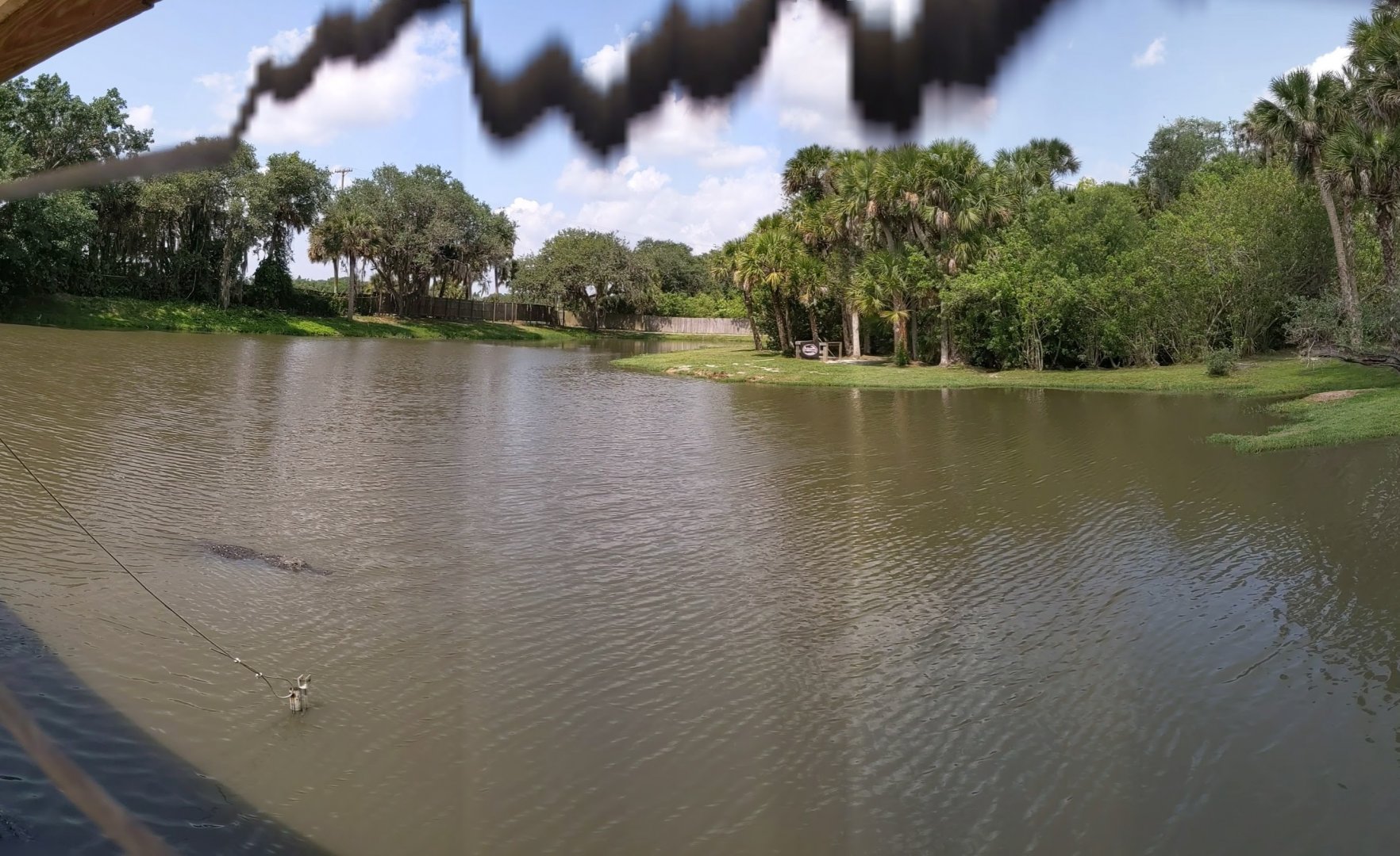 Large alligator and crocodile pond