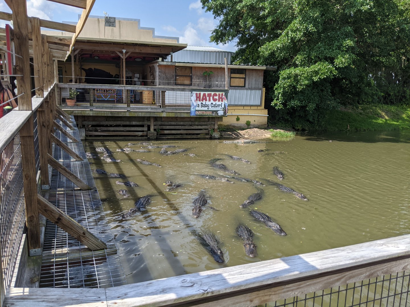 Large alligator and crocodile pond