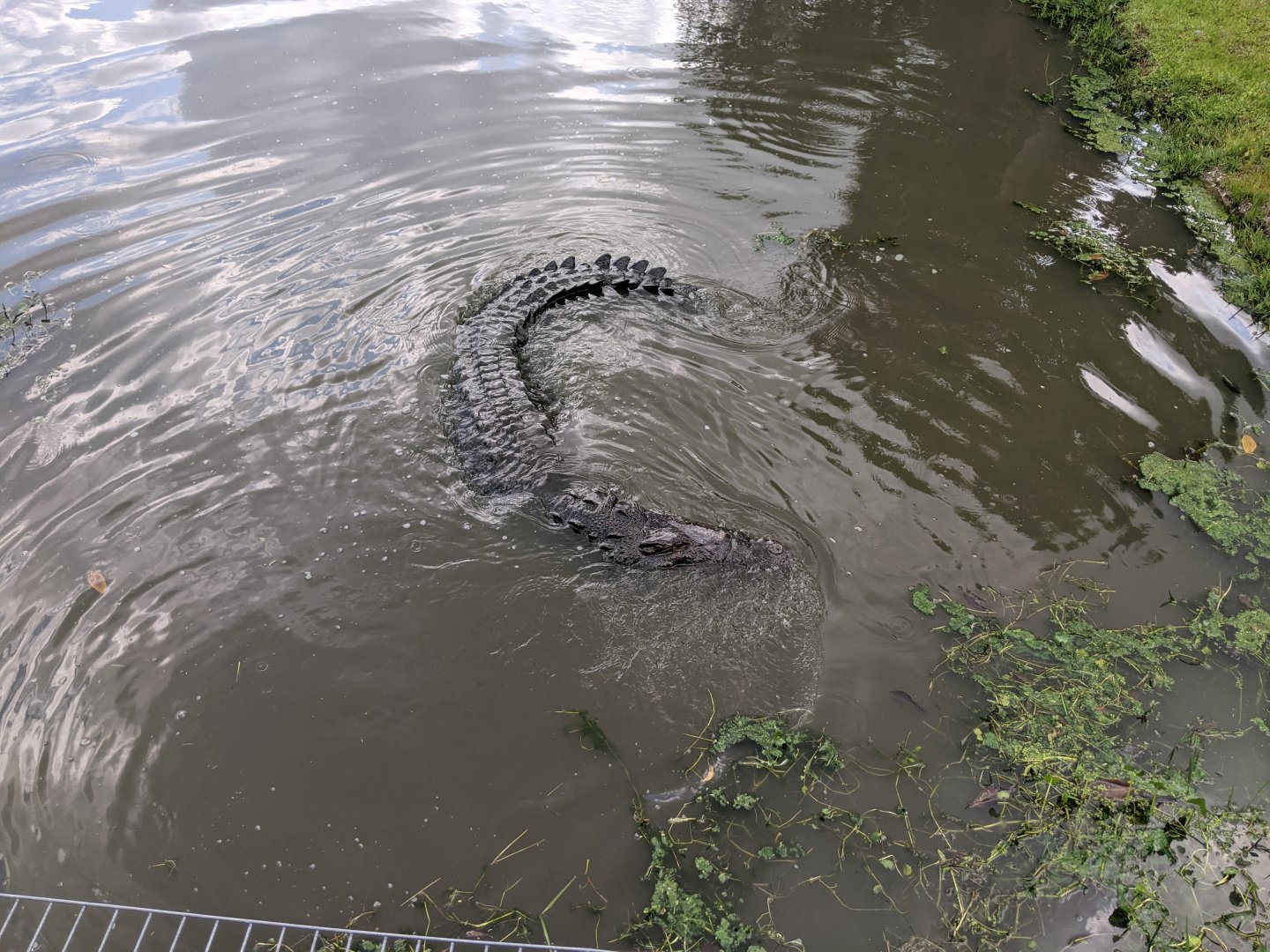 Large Alligator