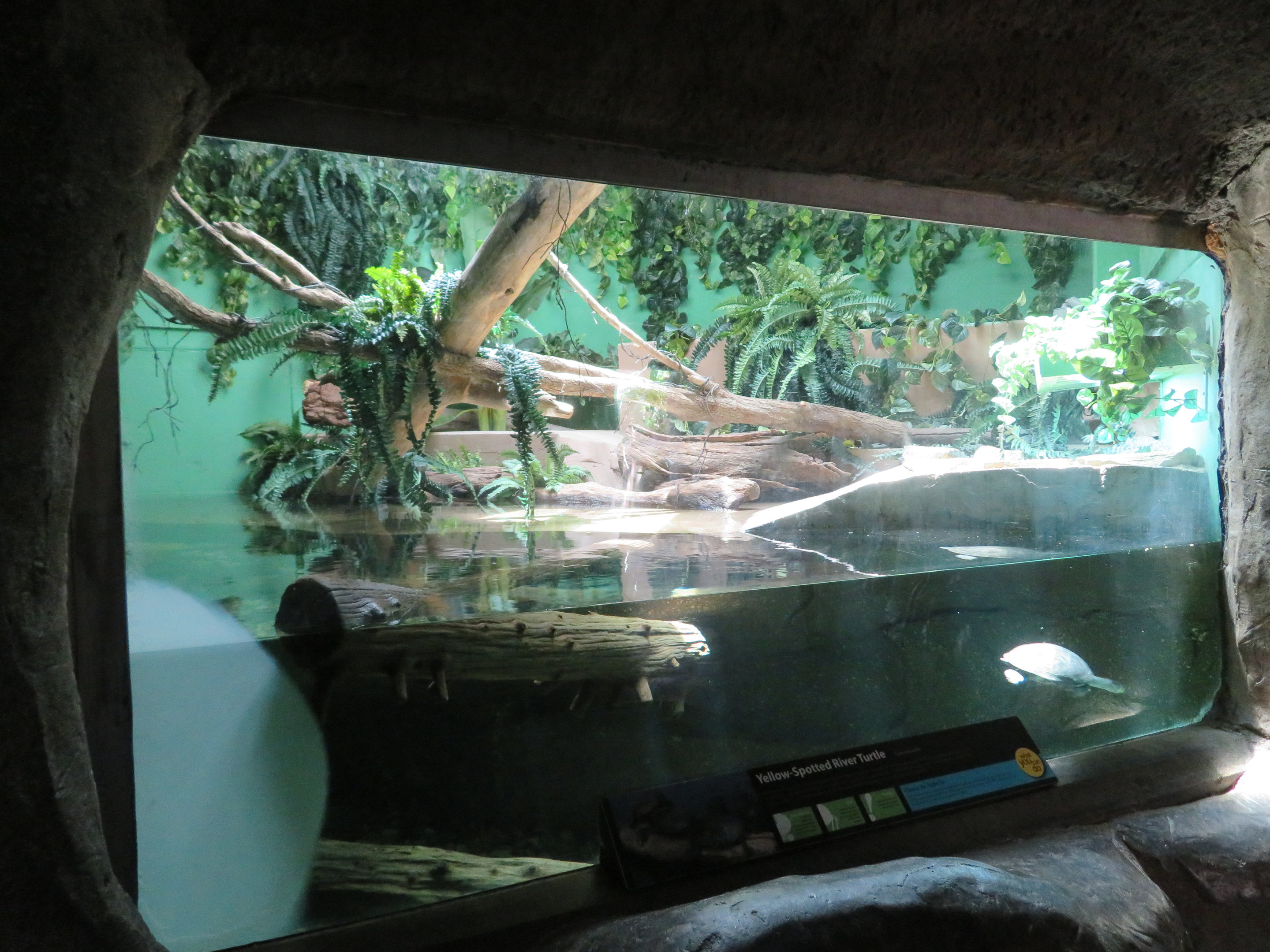 Large Amazon Turtle Exhibit