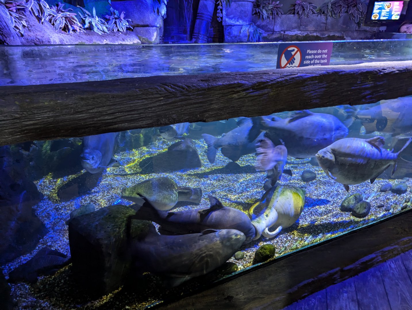 Large Amazonian Freshwater Fish Tank