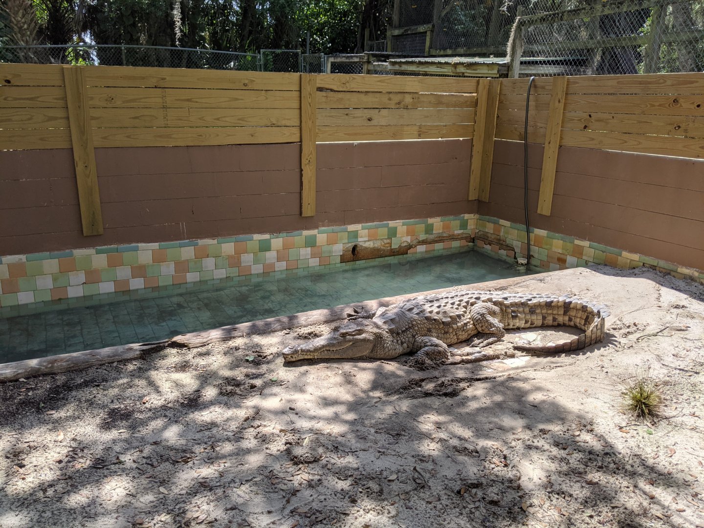 Large American Crocodile