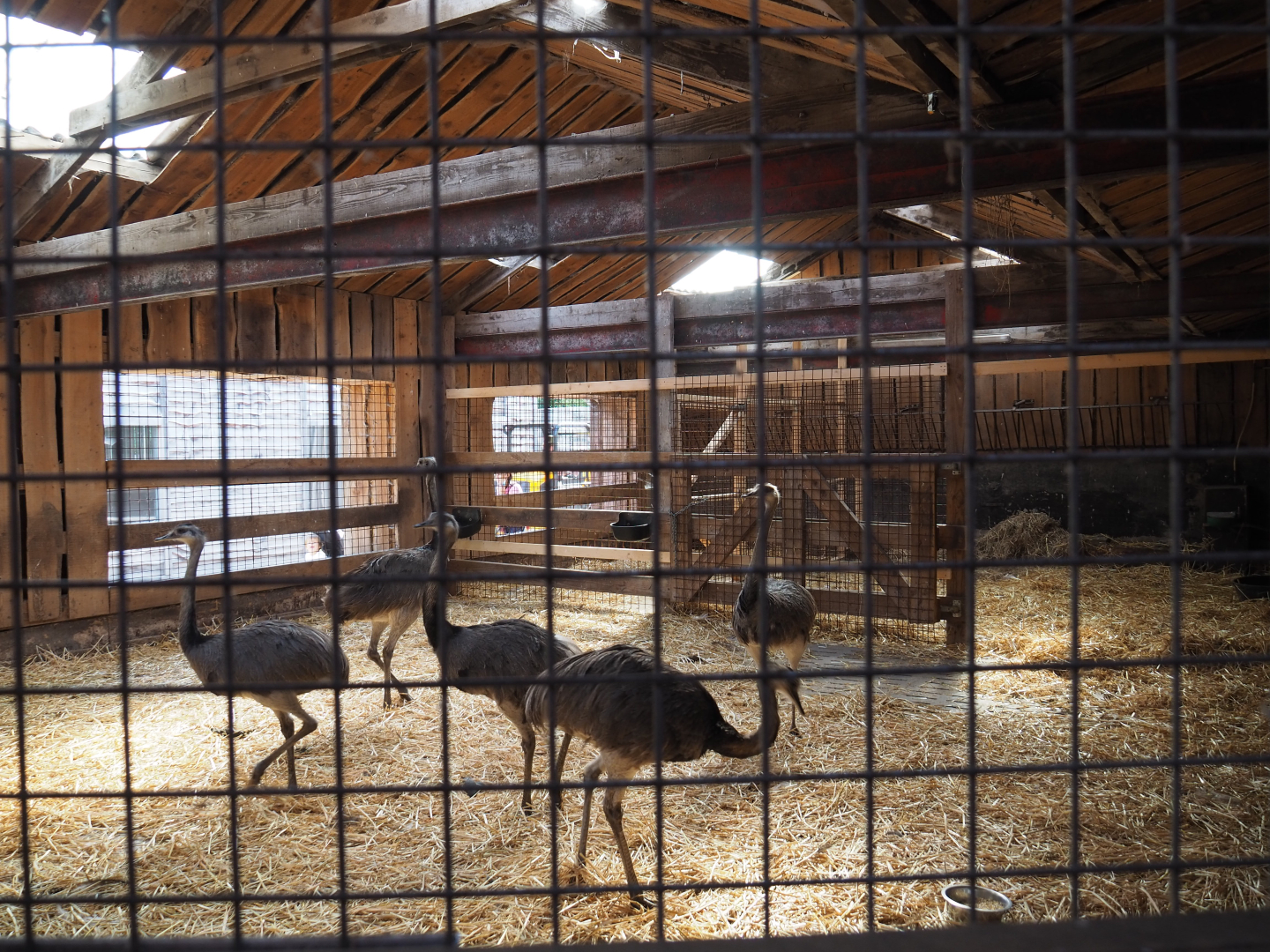 Large animal quarantine stable with flock of Greater rheas, 2020-09-12