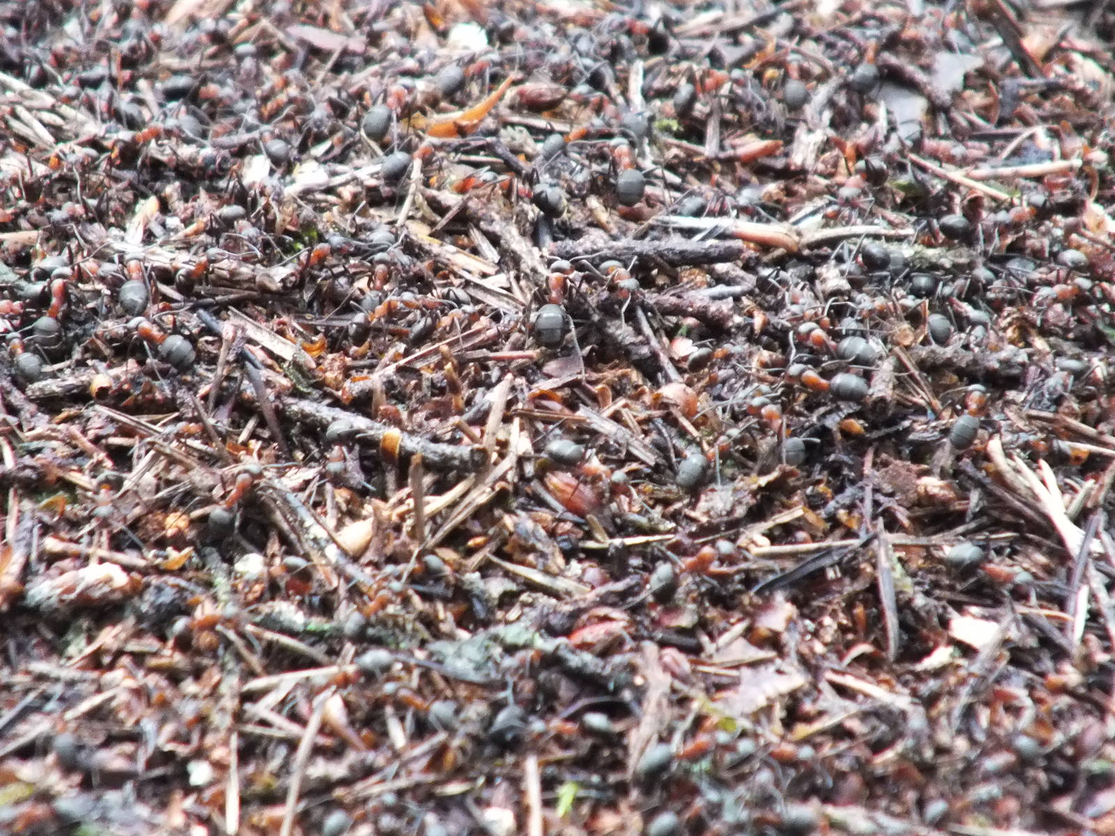 Large Ants - Kampinos National Park