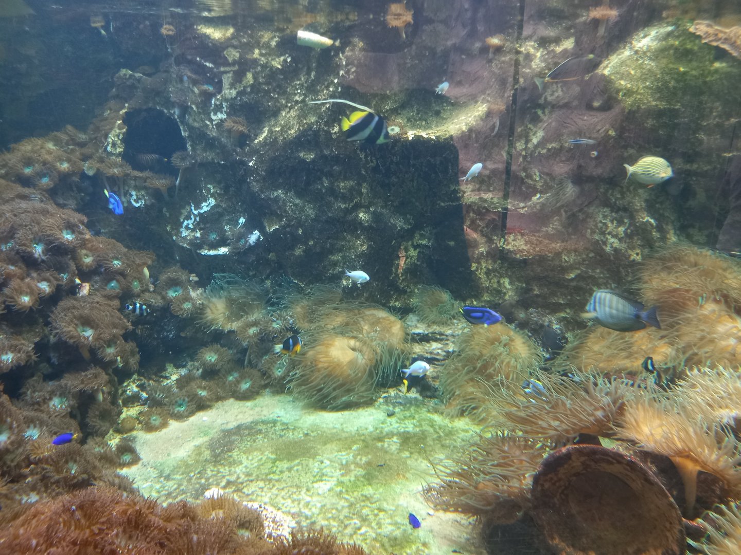 Large aquarium in Carnivore house