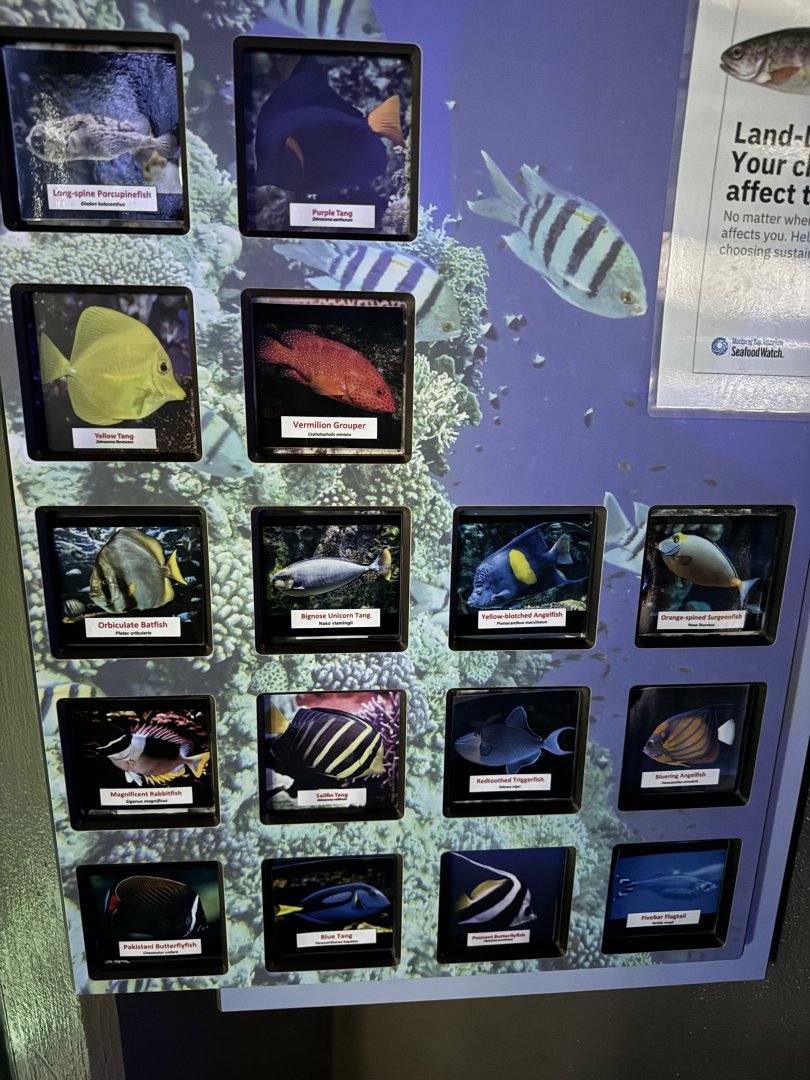 Large Aquarium Stocking