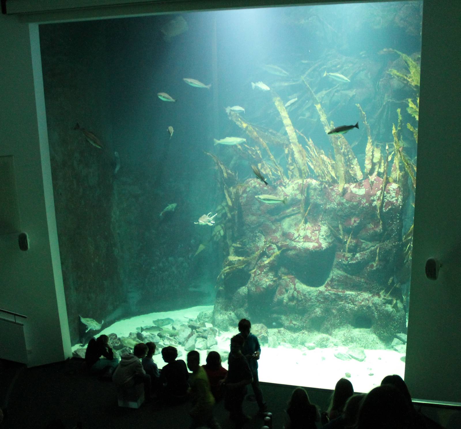 Large Aquarium